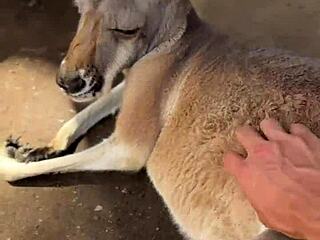 aussie hottie jade harper deepthroats juicy big cock teasing with handjob in real australian rough sex