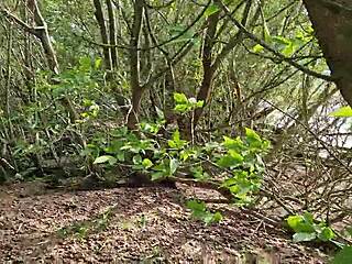 GF FLEES TO FOREST BUT I TRACK HER DOWN FOR MOUTH-FUCKING POUNDING!