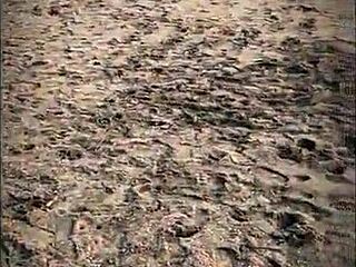 unknown latina sucks my huge cock publicly on beach till cum covered