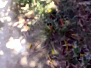 18yo latina teen gives public blowjob outside on the front lawn
