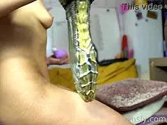 siswet explores intense stretching with huge toys in her intimate area