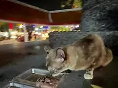 nothing to see here - not a crazy cat lady feeding stray cats in thailand d