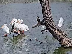 latina beauty by the lake strokes cock and sucks for a hot reward