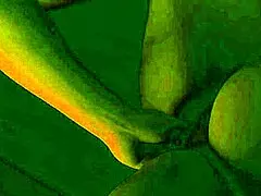 bbw's fat tits drip as she gags on cock for foot worship pussy licking facesit