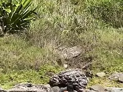 Sexy Japanese Pornstar Caught Sucking BBC Outdoors on Cabo Frio Island